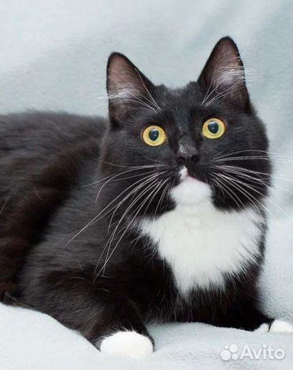 Шикарный кот Марс ждёт семью