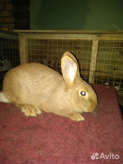 Продам кроликов бургунцев
