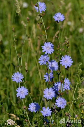 Зверобой сушеный скрутка 2023