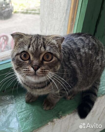 Шотландский вислоухий кот