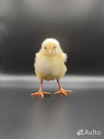 Цыплята бройлеры кобб 500, Росс 308 импорт