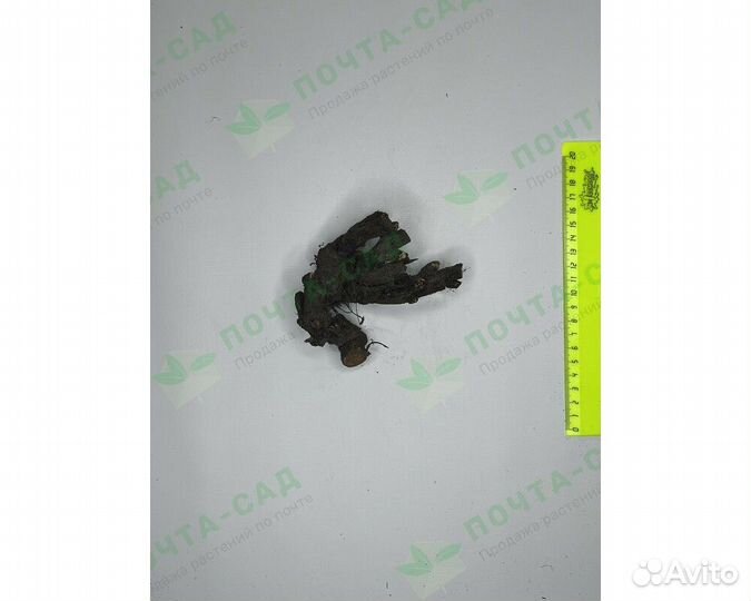 Пион молочноцветковый Little Medicineman