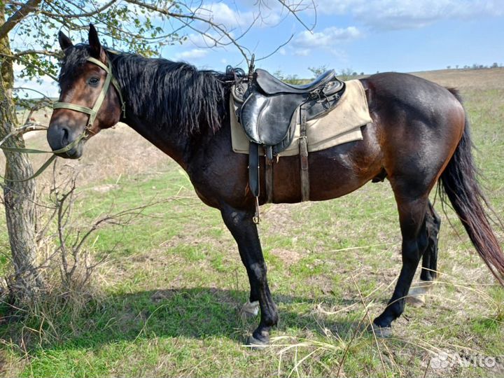 Лошадь жеребец