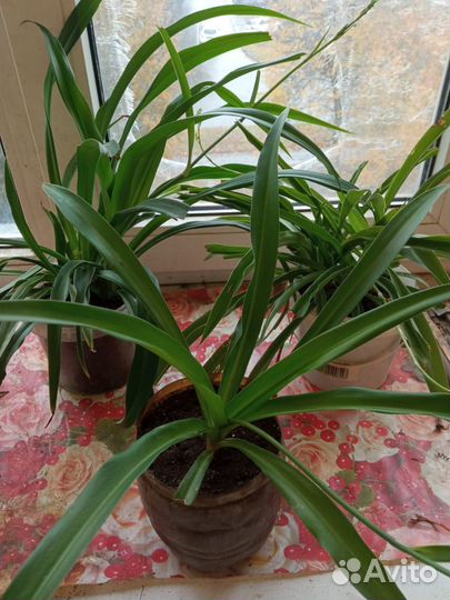 Хлорофитум