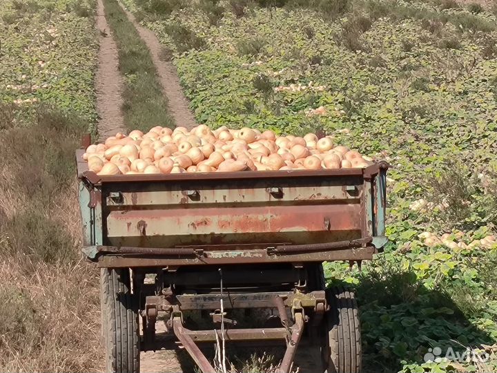 Продам тыкву