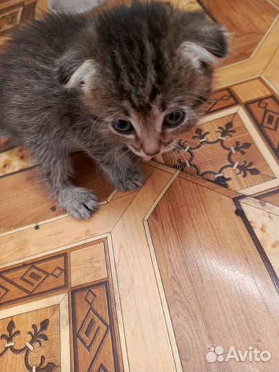 Шотландская