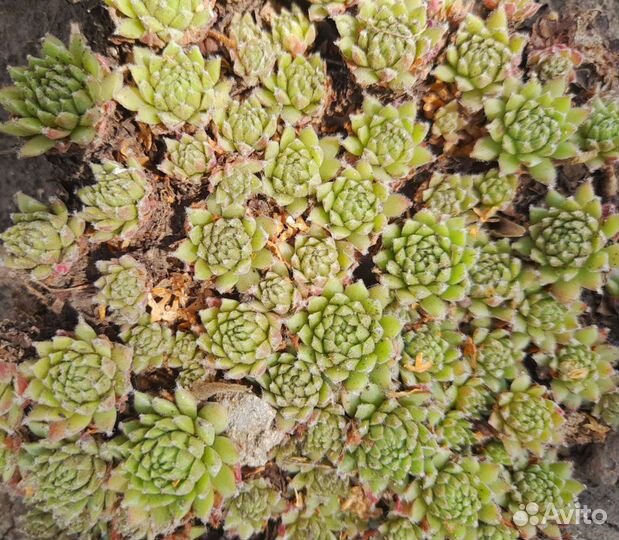 Молодило каменная роза (семпервивумы)