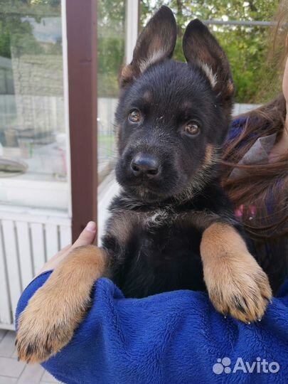 Продаются щенки немецкой овчарки