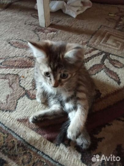 Кошечка в добрые руки