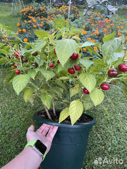 Семена домашние китайский перец чили