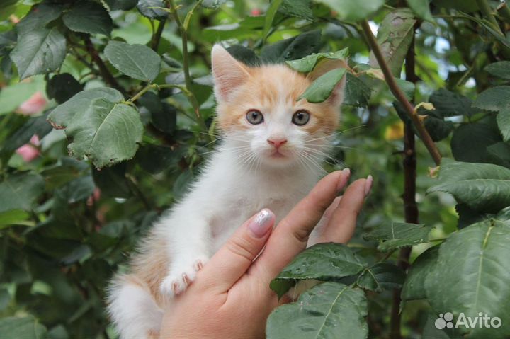 Котодетки в любящие ручки