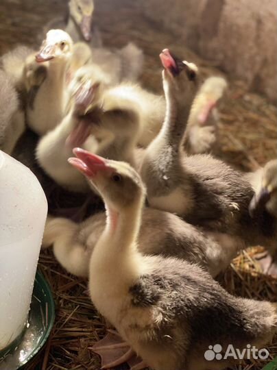 Гусята суточные