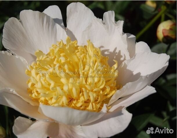 Пион травянистых гибрид