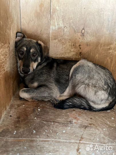 Пес с красивыми глазами в добрые руки