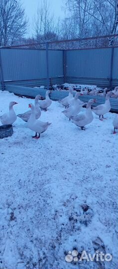 Молодые петушки, утки, гуси