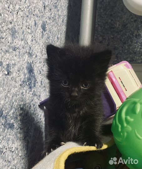 Котята в добрые руки мальчики