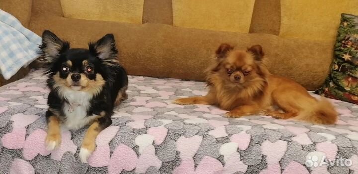 Щенки чихуахуа