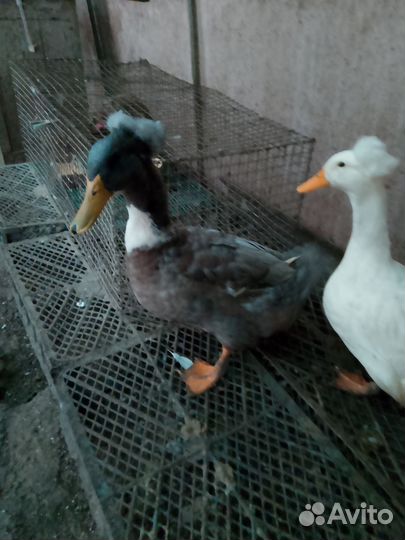 Утки хохлатые. 2 селезня молодые