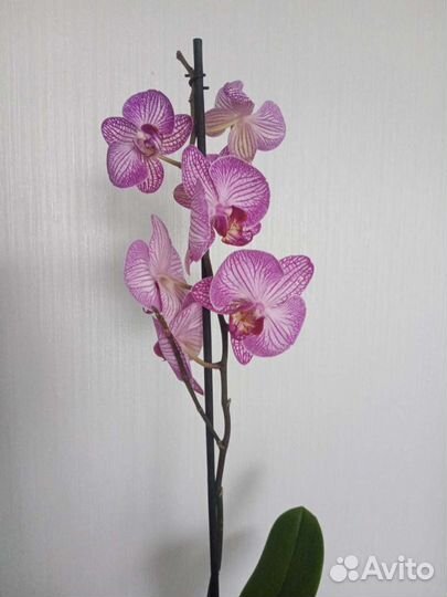 Орхидея фаленопсис