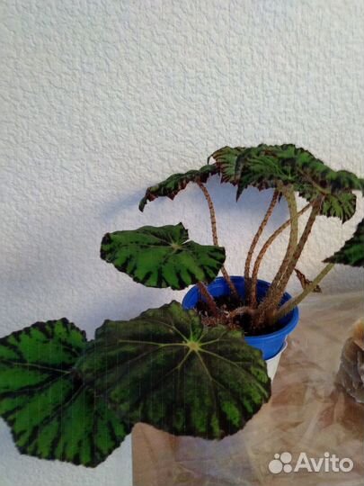 Комнатные растения