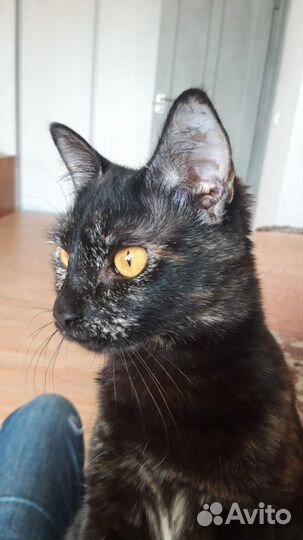 Классные коты