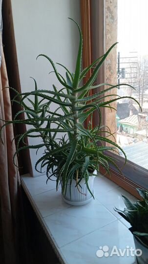 Алоэ лечебный