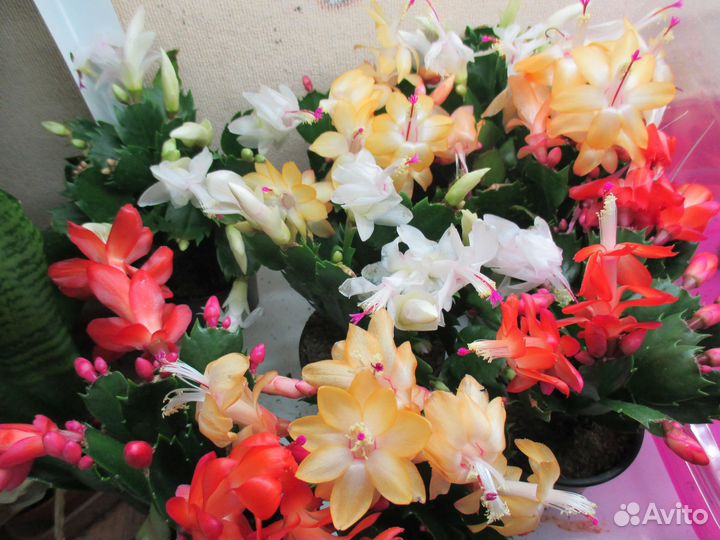 Декабристы