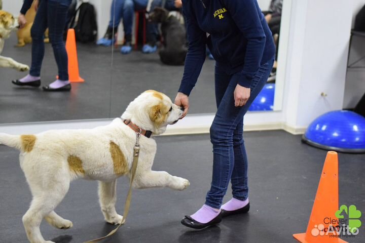 Курс дрессировки для щенков и молодых собак