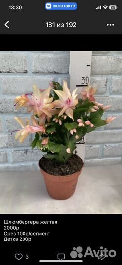 Декабрист, шлюмбергера из питомника растений