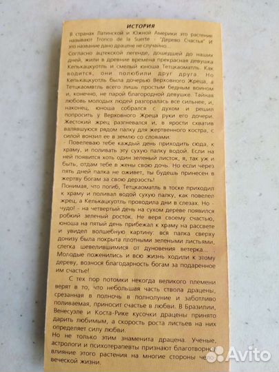 Пальма драцена