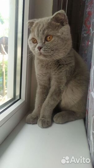 Шотландский кот на вязку