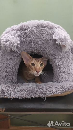 Домик лежанка для кошки и собаки