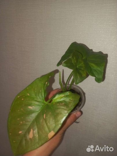 Сингониумы сортовые