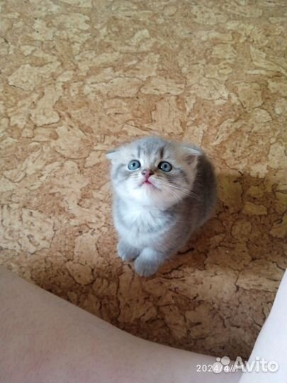 Шотландские котята