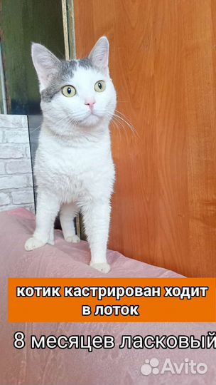 Кошечки и котики кастрированы