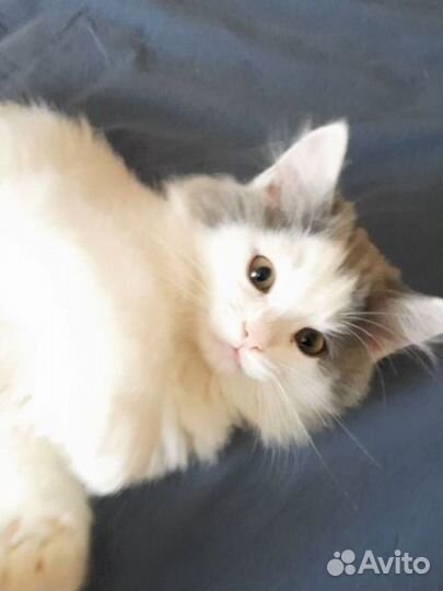 Котенок