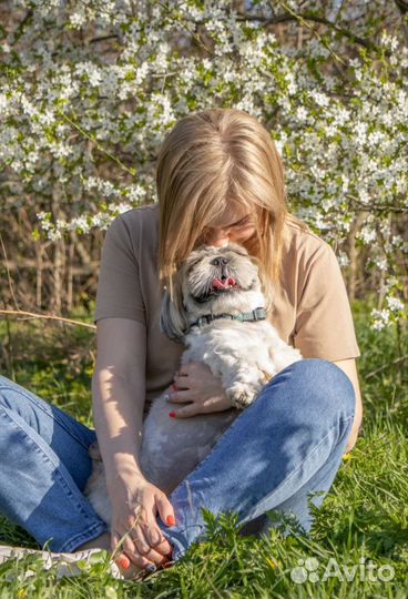 Вязка собак ши-тцу