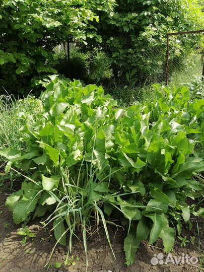 Хрен на посадку и не только