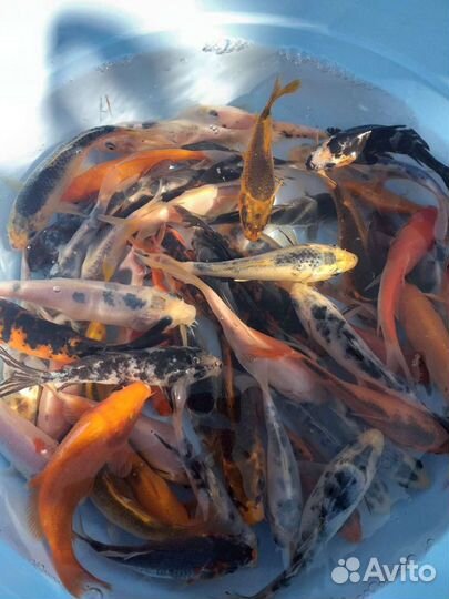 Карпы кои