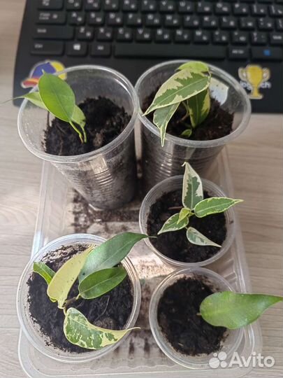 Фикус бенджамина