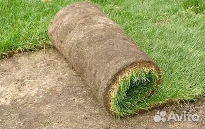 Газон рулонный