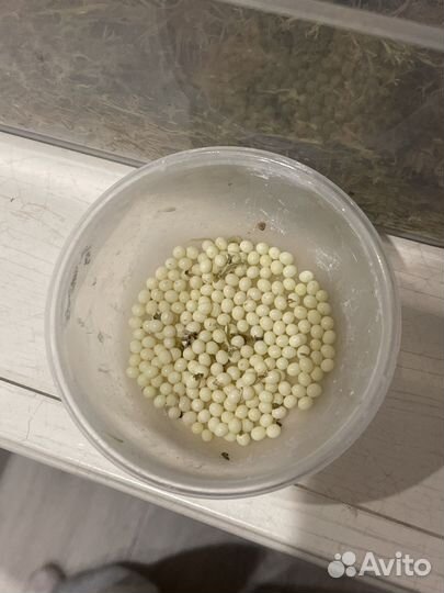 Улитки ахатины фулика альбино