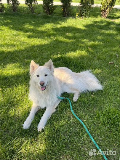 Кинолог Специалист по коррекции поведения