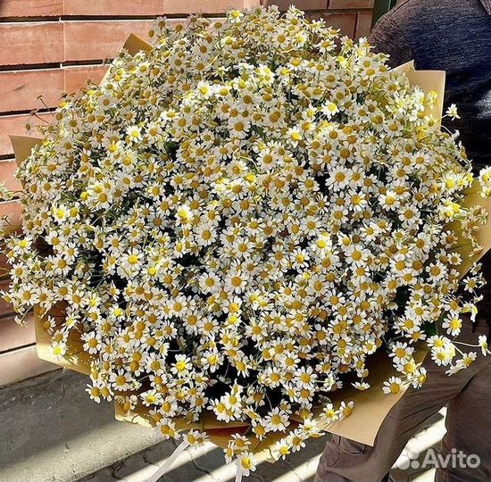 Ромашки букет