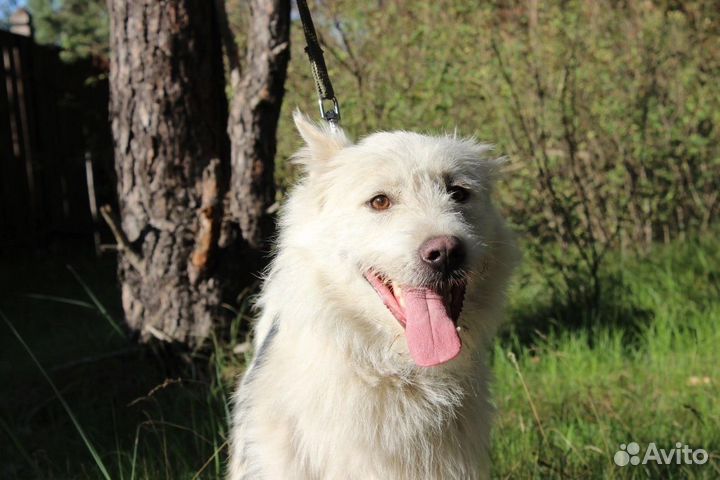 Собака в добрые руки