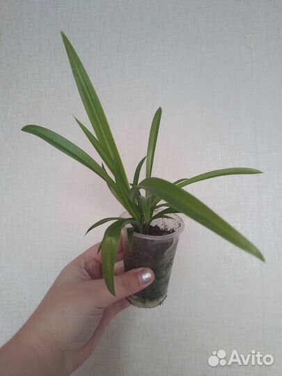 Хлорофитум