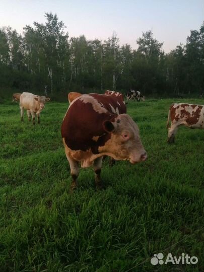 Быки герефорд