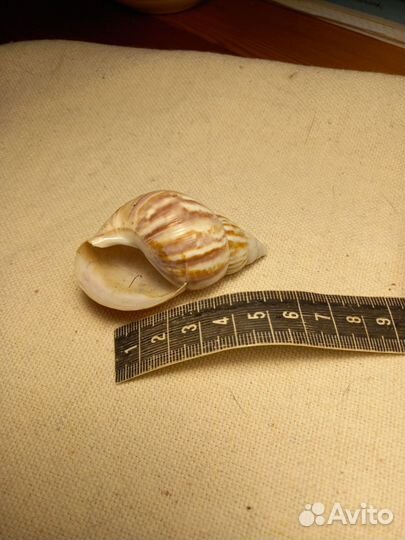 Ракушка, набор ракушек, магнитики на холодильник