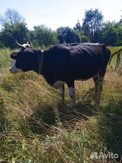 Корова дойная