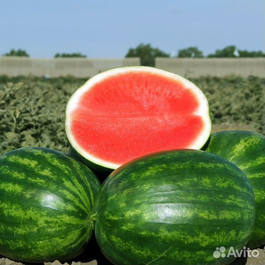 Арбузы оптом